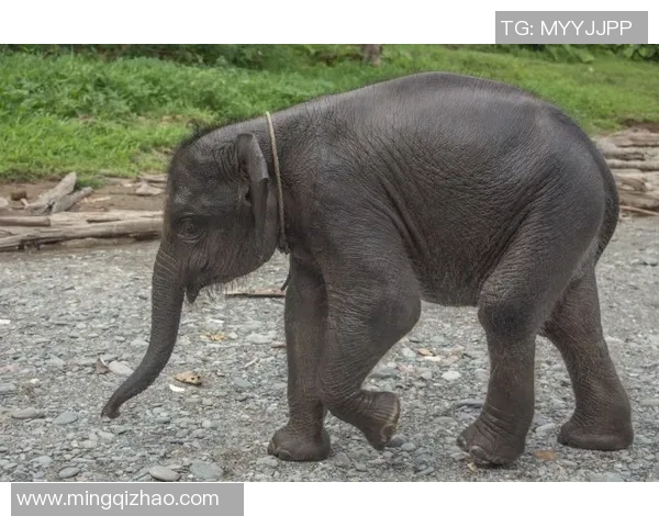 安养人参与仁川大象的奇妙对话与文化交融探秘